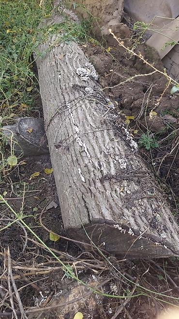 угловая корзина для белья: Бревно/ствол дерева для распила и хозяйственных нужд. Описание: - — 1