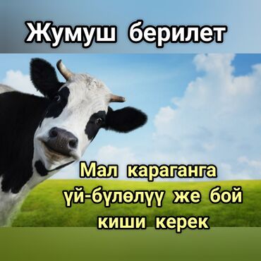 Сельское хозяйство: Требуется Скотник, Оплата Сдельная, Обучение