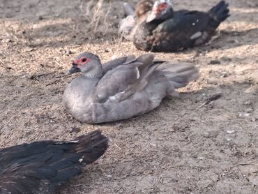 Ördəklər: Salam lal ördəklər satılır iri heyvanlardı fərələr 23 azn xoruzlar 34 — 9