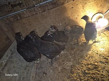 Cücələr: Toyuq cücələri, Damazlıq — 4