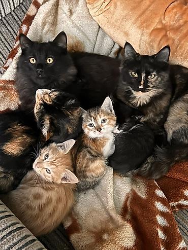 хочу котёнка: Котята — домашние, разного окраса: - рыжие полосатые - трёхцветные — 3