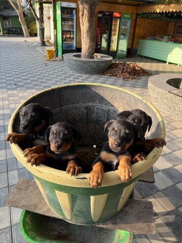 İtlər: Rotveyler, 2 ay, Dişi, Peyvəndli, Ünvandan götürmə — 9