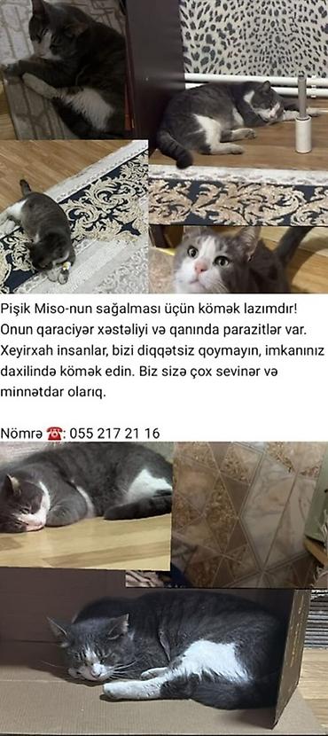 Кошки: Xidmət: Xeyriyyə məqsədli yardım elanıdır Məzmun: - Pişik Miso üçün — 1