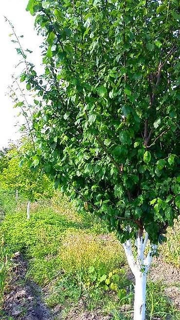 Torpaq sahələrinin satışı: 180 sot, Kənd təsərrüfatı, Kupça (Çıxarış) -da lalafo.az — 19 Torpaq sahələrinin satışı: 180 sot, Kənd təsərrüfatı, Kupça (Çıxarış) — 19