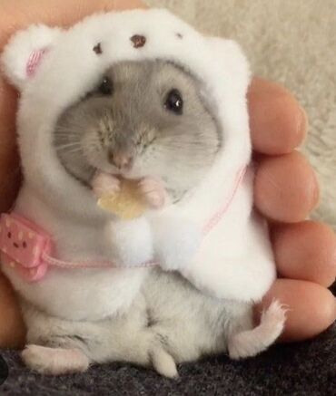 Gəmiricilər: Hamster cunqarik kiçik ölçülü, ağ, boz və qəhvəyi rənglərdə olan tüklü — 4