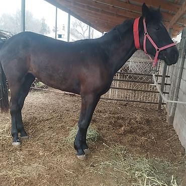 Лошади, кони: Продаю | Кобыла (самка) | Полукровка | Конный спорт | Племенные — 5