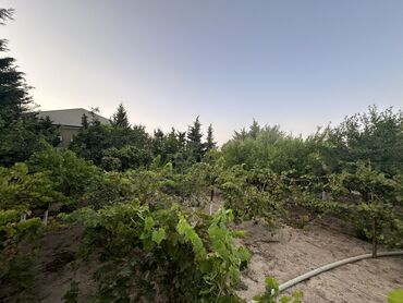 Bağ evlərinin satışı: Digah, 300 kv. m, 7 otaqlı, Hovuzlu, İşıq, Artezian quyusu, Kanalizasiya -da lalafo.az — 7 Bağ evlərinin satışı: Digah, 300 kv. m, 7 otaqlı, Hovuzlu, İşıq, Artezian quyusu, Kanalizasiya — 7
