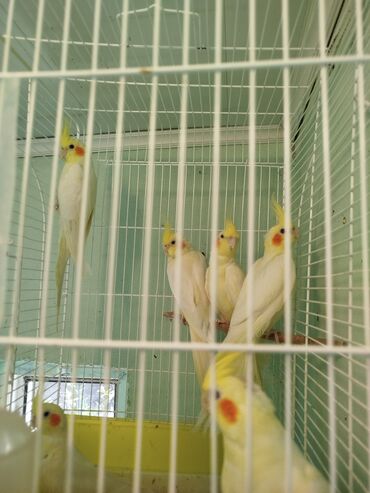 Digər quşlar: Karellalar satilir 1i 35manatdan 4 denedir Erkek dishi. Elave melumat