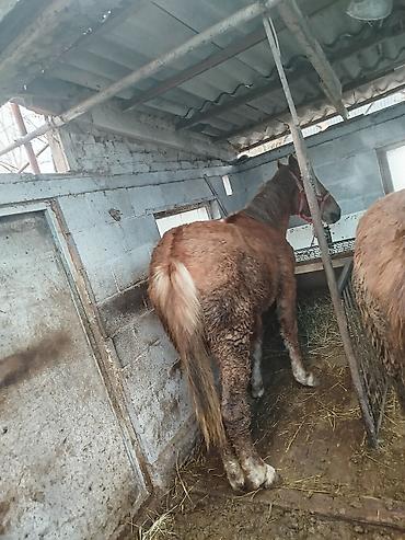 Лошади, кони: Продаю | Жеребенок | Рабочий — 5