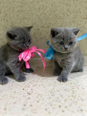 Pişiklər: Britaniya və Scottish və digər növlərin bala pişikləri var. Qiymətləri — 10