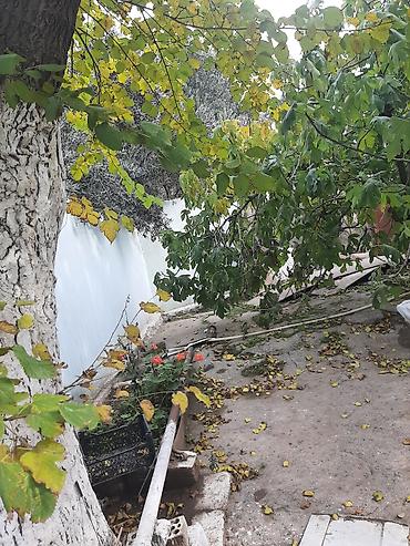 Torpaq: 13 sot, Tikinti, Maklerlər narahat etməsin, Bələdiyyə, Kupça (Çıxarış) — 8