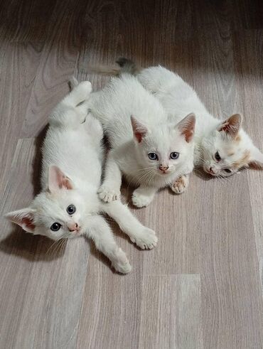 продаю ящик: Кошка даром: Беспородная, 2 месяца, Мальчик, Приучена к лотку