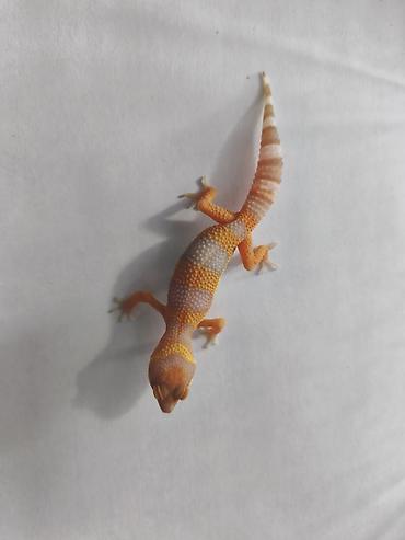 Зоотовары: Леопардовые гекконы (Eublepharis macularius) редких морф Элитный — 21