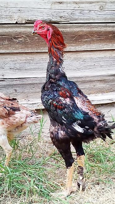 qaz satılır: Salam hərkəsə. Heyratı Shamo satılır. sap sağlam heyvandır. endirim — 2