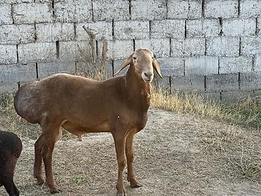 Баран, овца: Продаю | Баран (самец) | Гиссарская, Арашан, Полукровка | Для разведения | Осеменитель, Племенные — 7