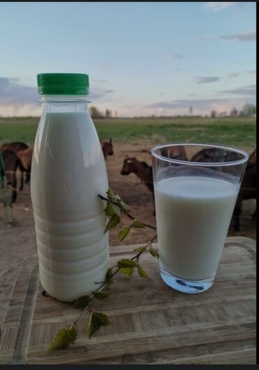 зааненская коза цена: Продаю Козью молоко