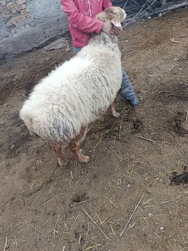 Баран, овца: Продаю | Овца (самка) | Арашан | Для разведения | Котные — 12