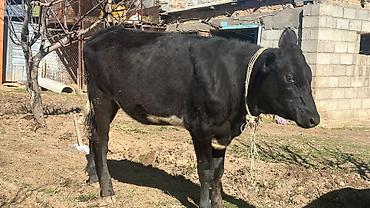 Коровы, быки: Продаю | Тёлка | Симментальская | На забой, Для разведения, Для молока | Племенные, Не стельные, Искусственник — 10