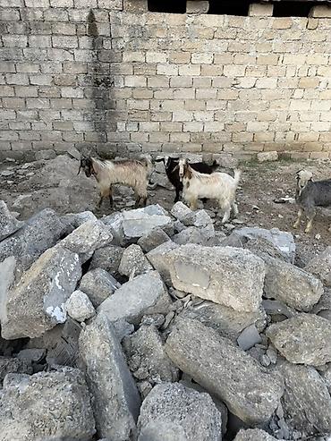 heyvan bazari keci: Salam aleyküm super cepiş isdiyen bizle elaqe saxlya biler 6 başdı 6 — 1