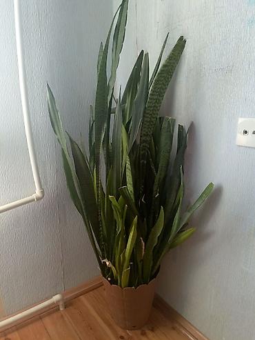 epimedium bitkisi satisi: Sansevieria (Qaynanadili) – böyük ölçülü otaq bitkisi - Növ — 3