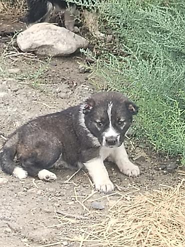 pişik satılır lalafo: Qurdbasar, Erkək — 1