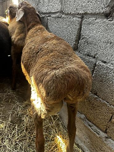 Баран, овца: Продаю | Баран (самец) | На забой at lalafo.kg — 1 Баран, овца: Продаю | Баран (самец) | На забой — 1