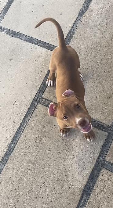 inək balalı: Pitbul, 3 ay, Erkək, Peyvəndli, Ünvandan götürmə — 1