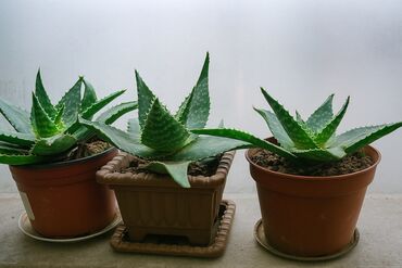 соевый воск баку: Aloe vera gulu 5 azn. Daha kicik olculer 1 azn den baslayir
