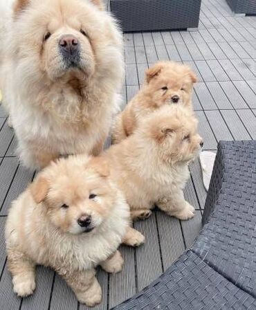 besplatna dostava: Chow chow puppies, they are 3 months old and well socialized with