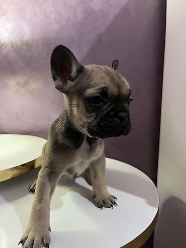 Psi: Francuski buldog – štenad - Rasa: Francuski buldog (kompaktno telo — 8