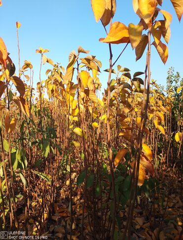 Şitillər: Meyvə tingləri satışdadır və sağlam zəmanətli sifariş verə bilərsiz -da lalafo.az — 13 Şitillər: Meyvə tingləri satışdadır və sağlam zəmanətli sifariş verə bilərsiz — 13