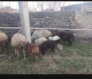 Qoyunlar, qoçlar: Qoyun və quzular satilir quzular yekedi 10-8 kiloqram arasidi yeke — 9