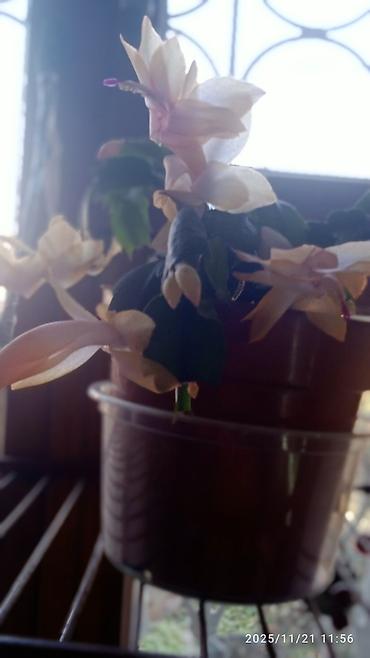 Хойи: Коллекционные хоии (Hoya) – несколько разновидностей в горшках и — 8