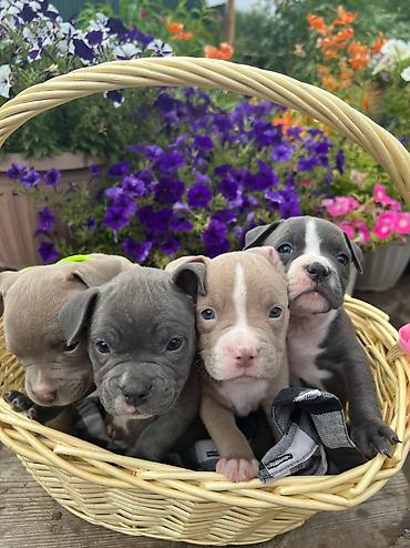 Продажа собак: Американский булли, 2 месяца, Самец — 22