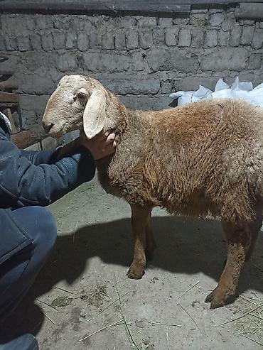 Баран, овца: Продаю | Баран (самец) | Арашан | Для разведения | Племенные — 6