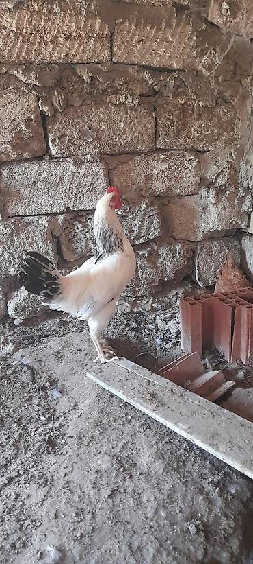 Toyuqlar: 5 ayliq xoruzlardi 20-25 ədəddi tək-təkdə satilir dərmanlari verilib — 2