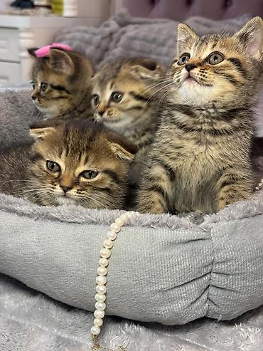 Pişiklər: Şotland — 3