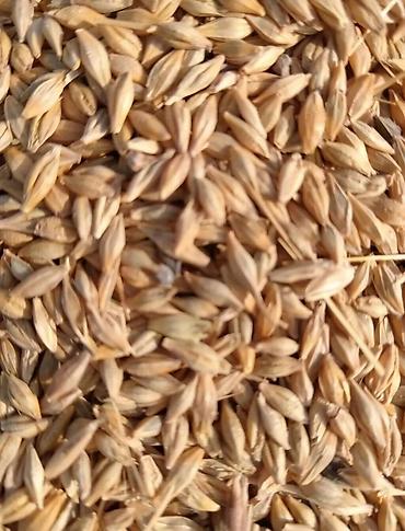 ucuz al sat: May ayının sonları ve İyun ayının başı saheden arpa biçini — 1