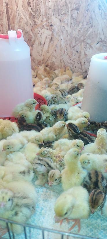 Птицы: Перепелки, Бөдөнө. Суточные, недельные, трехнедельные месячного — 7