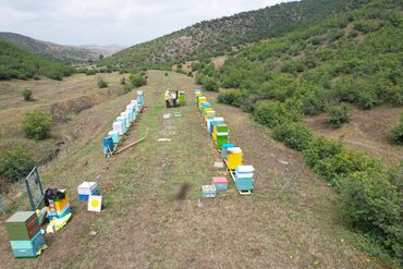 Bal: ELF BEE'S 1977 ECO-PRODUCT FOR HEALTH AND LONGEVITY Tovuzun -da lalafo.az — 24 Bal: ELF BEE'S 1977 ECO-PRODUCT FOR HEALTH AND LONGEVITY Tovuzun — 24