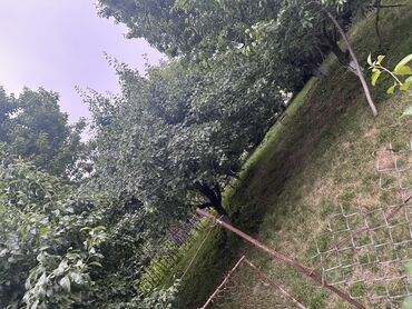 Torpaq sahələrinin satışı: Kənd təsərrüfatı, Kupça (Çıxarış) — 13