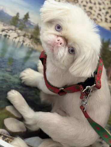 it etibarlı əllərə verilir: Pekines, 1 il, Dişi, Peyvəndli, Pulsuz çatdırılma