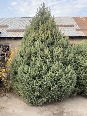 ишу работу охраника: Саженцы деревьев: Ели, Платная доставка