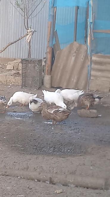 бутка для собак: Məişət ördəkləri satılır. - Növlər: ağ və rəngarəng (boz, qara-ağ — 2