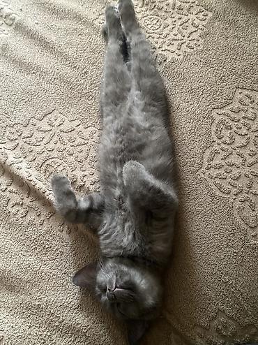 котики: Кошка даром: Беспородная, 5 месяцев, Мальчик, Приучена к лотку — 2
