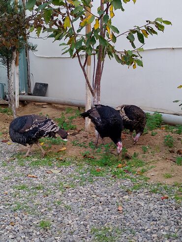 Cücələr: Hinduşka cücələri, Damazlıq — 33