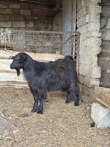 balali keci: Salam arpa yonca yeyen heyvandı partdama kökdü real alıcılar zeng — 3