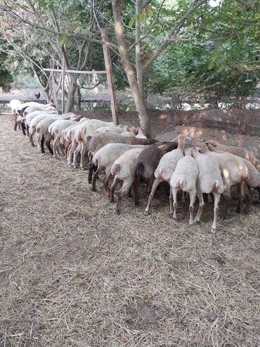 Akvarium aksessuar və ləvazimatları: Erkək, il: 7, 18 kq, Ödənişli çatdırılma