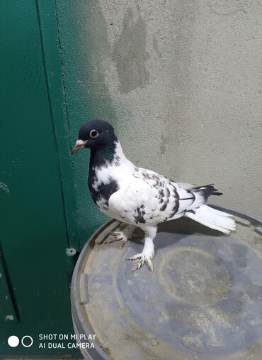 Göyərçinlər: Qara-ağ ləkəli dekorativ göyərçin - Rəng: baş və boyun hissəsi tünd -da lalafo.az — 4 Göyərçinlər: Qara-ağ ləkəli dekorativ göyərçin - Rəng: baş və boyun hissəsi tünd — 4