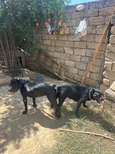 İtlər: Kane-Korso, Cütləşmə üçün, Ünvandan götürmə -da lalafo.az — 1 İtlər: Kane-Korso, Cütləşmə üçün, Ünvandan götürmə — 1